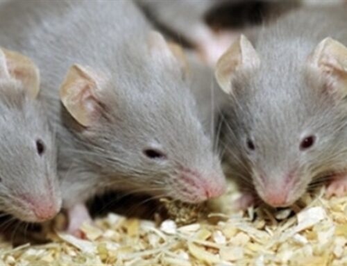 شركة مكافحة الفئران ام القيوين |0503284116| رش المبيدات