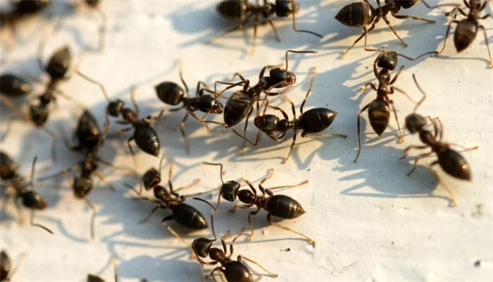 شركة مكافحة النمل في دبا الفجيرة
